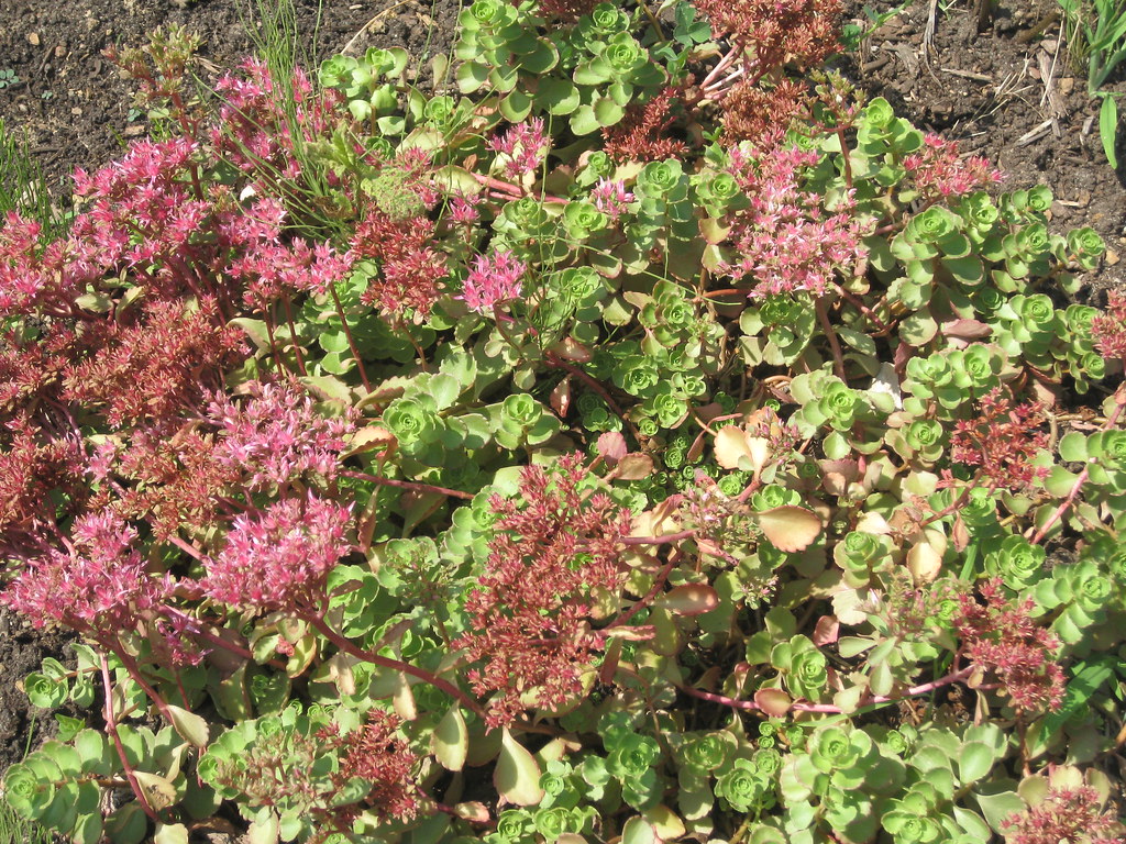 Efter – Sedum/grönt tak, kontor